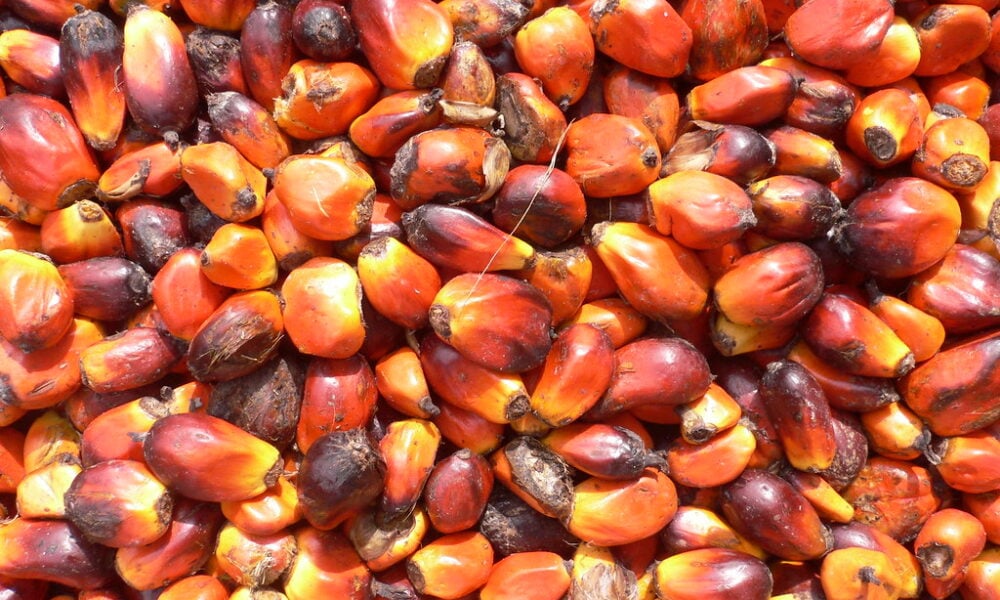 Is Palm Oil Vegan? A UK Guide to Avoiding Palm Oil - LiberEat